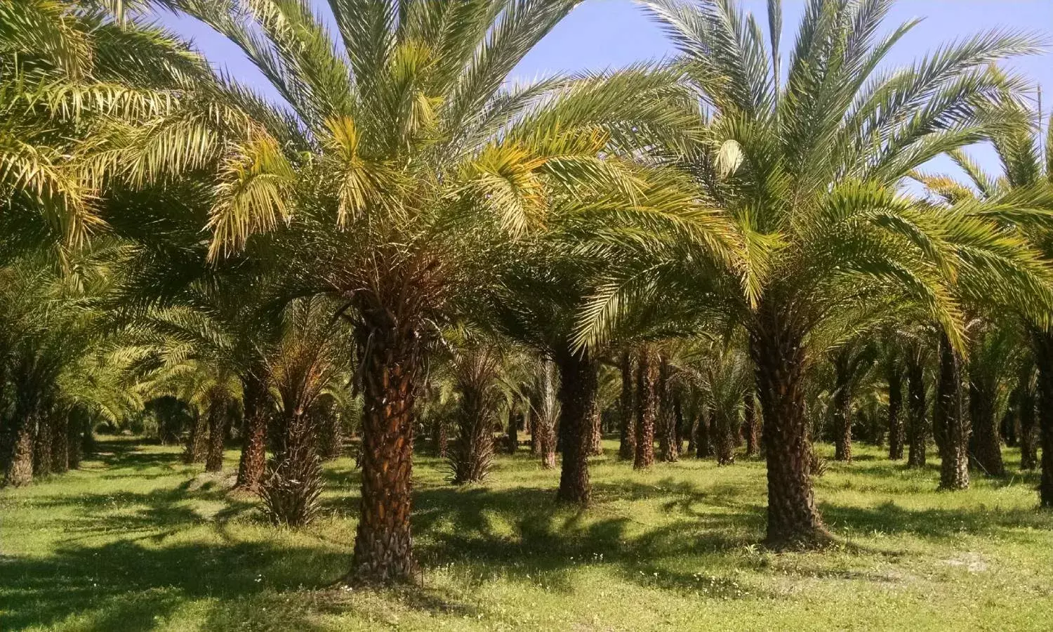 TS is an emerging leader in palm oil production; Union Minister