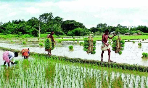 Rythu Bandhu: TS to transfer Rs 7645 Cr into 66L farmers accounts