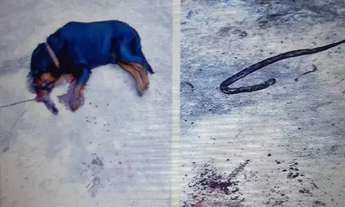 Pet dog sacrifices life to save masters family from cobra in Krishna