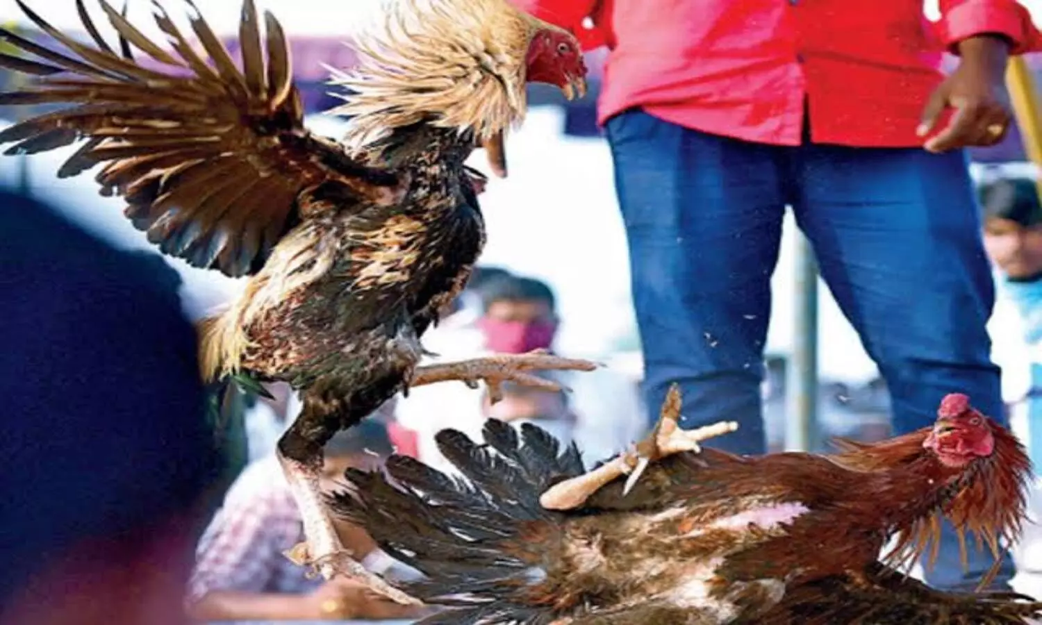 `Dega, Poola: Techies, management gurus set up rooster farms as cockfights become lucrative business
