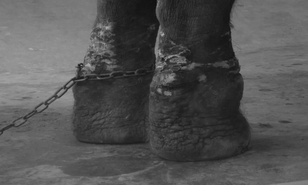 Brutal thrashings, barbaric training methods: Abysmal state of captive elephants in India
