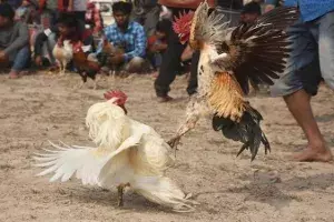 Over Rs 1500 crore riding on cockfights in Andhra Pradesh Over Rs 1500 crore riding on cockfights in Andhra Pradesh