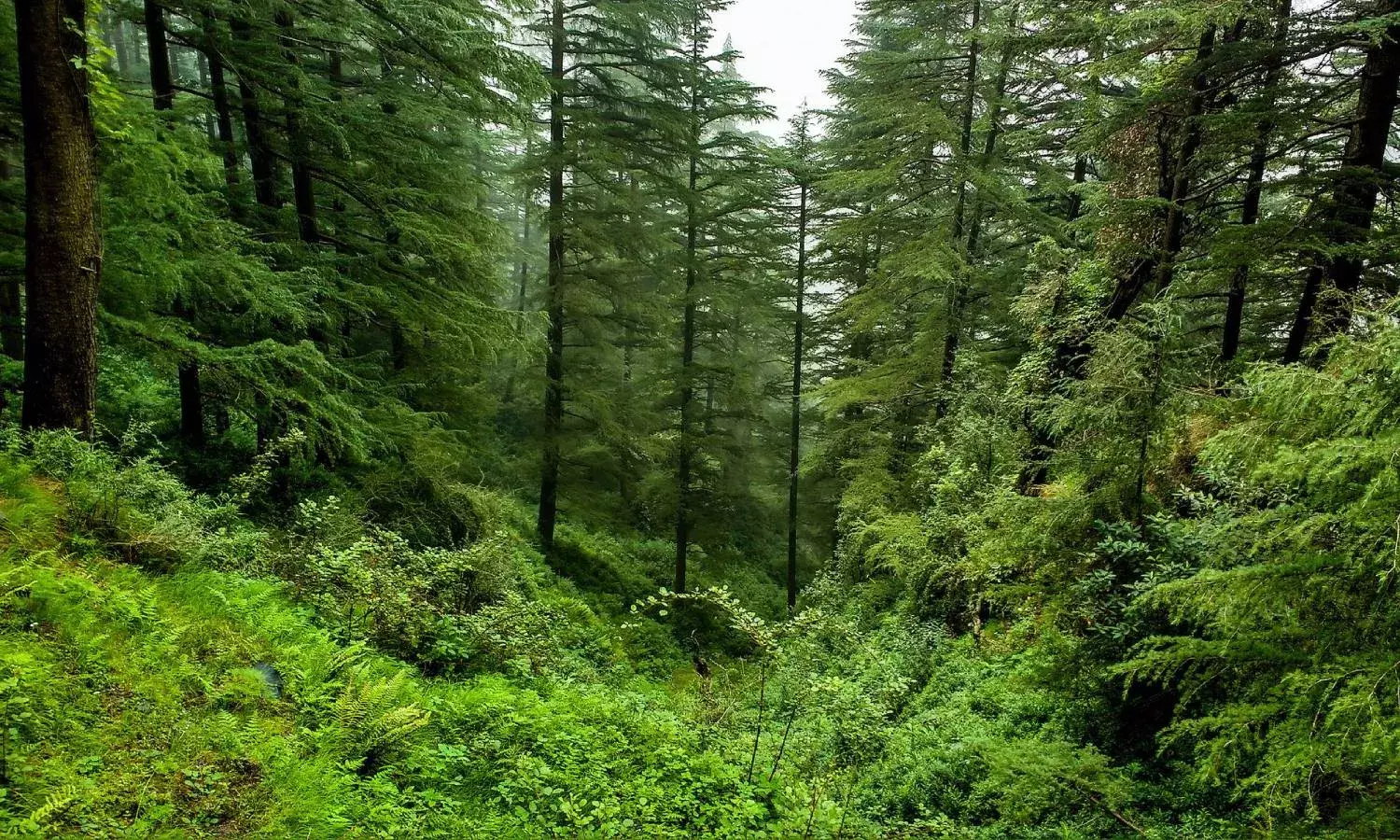 Green revolution: Telanganas forest cover increases by 632 sq km; Hyderabad biggest gainer among cities