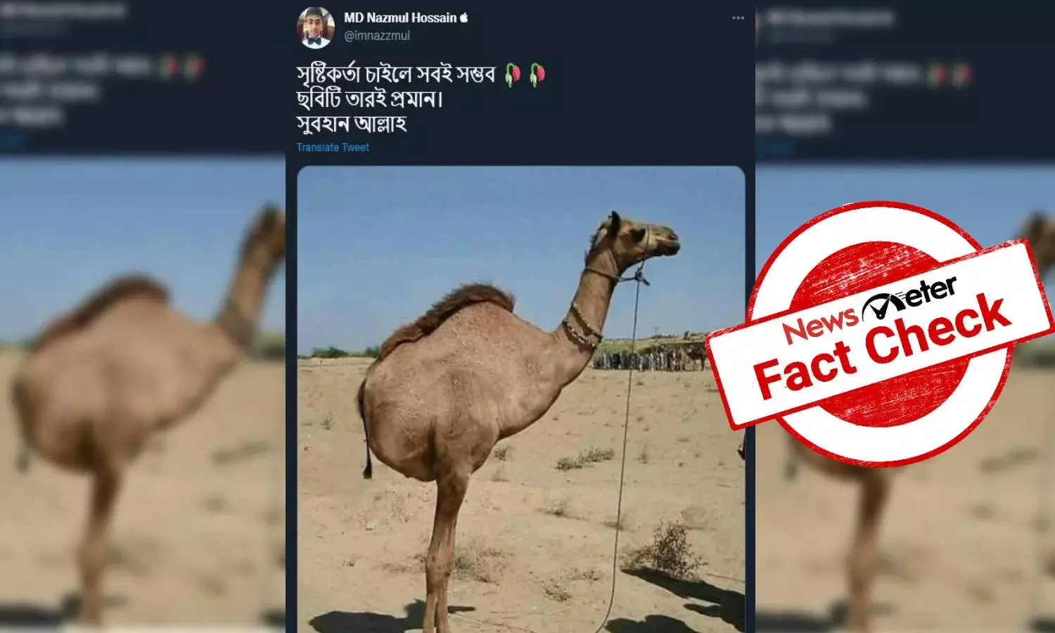 Fact Check: Photo of a two-legged camel is edited