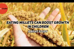 Eating millets can boost growth in children: ICRISAT study Eating millets can boost growth in children: ICRISAT study