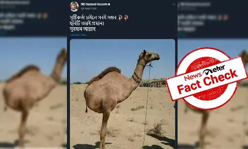Fact Check: Photo of a two-legged camel is edited
