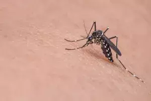 Forget Covid; dengue, malaria gave sleepless nights to Telangana last year Forget Covid; dengue, malaria gave sleepless nights to Telangana last year
