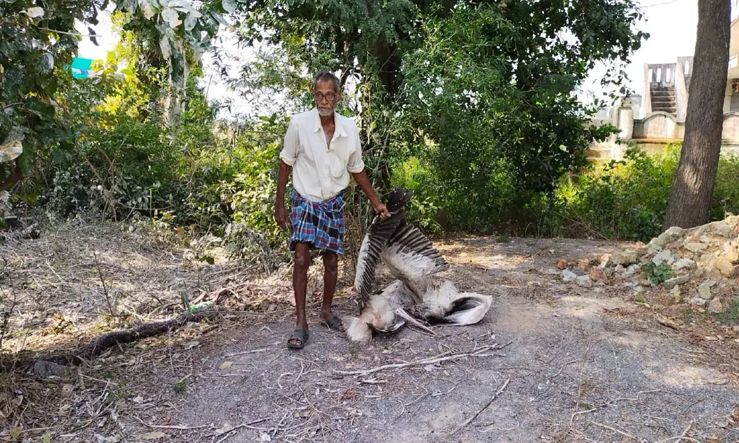 Over 120 pelicans found dead in Srikakulam; parasitic infection suspected