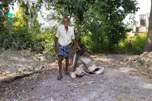 Over 120 pelicans found dead in Srikakulam; parasitic infection suspected Over 120 pelicans found dead in Srikakulam; parasitic infection suspected