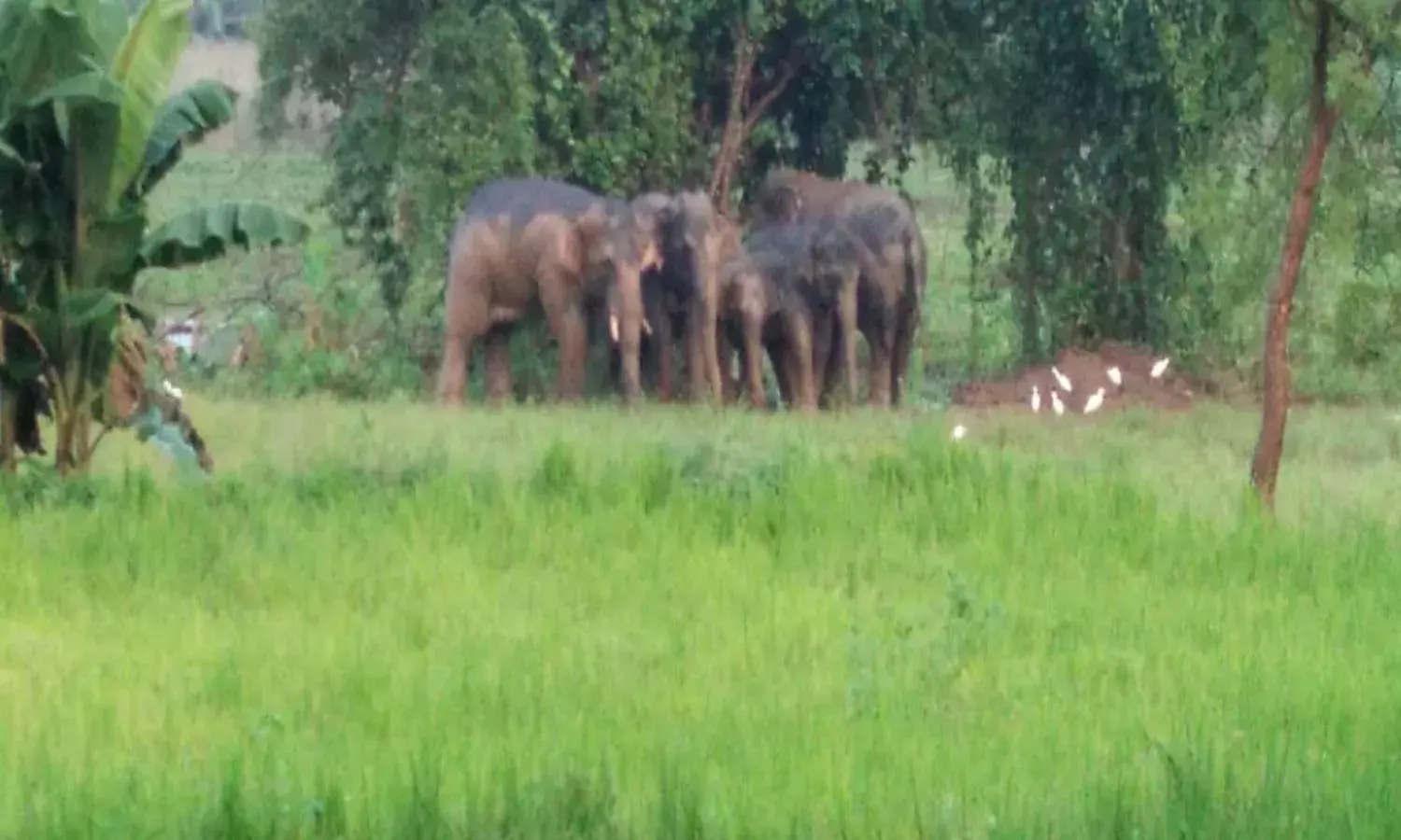 Elephant terror: How male tusker is giving sleepless nights to locals in Srikakulam
