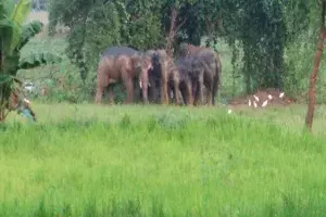 Elephant terror: How male tusker is giving sleepless nights to locals in Srikakulam Elephant terror: How male tusker is giving sleepless nights to locals in Srikakulam