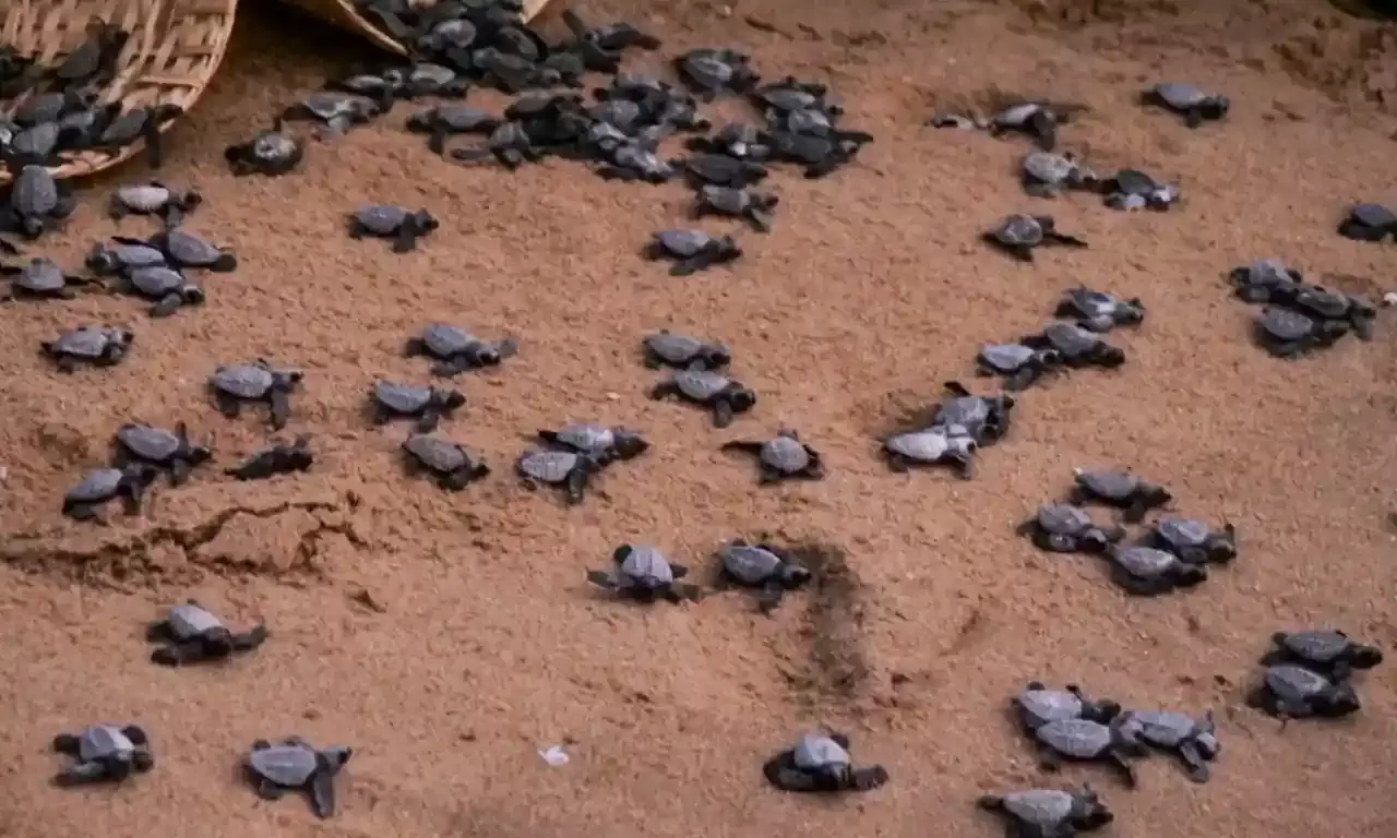 Visakhapatnam: How fishermen, forest officials protect lakhs of endangered Olive Ridley Turtles