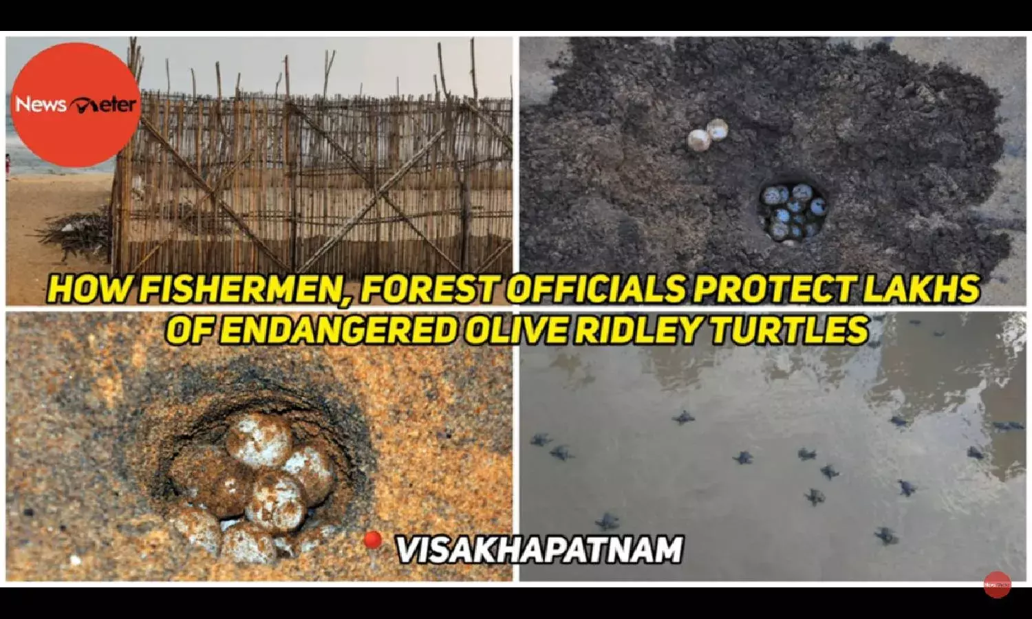 How fishermen, forest officials protect lakhs of endangered Olive Ridley Turtles