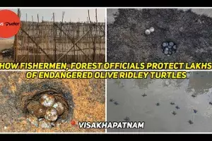 How fishermen, forest officials protect lakhs of endangered Olive Ridley Turtles How fishermen, forest officials protect lakhs of endangered Olive Ridley Turtles