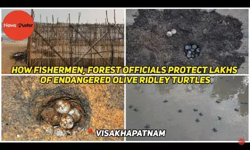 How fishermen, forest officials protect lakhs of endangered Olive Ridley Turtles