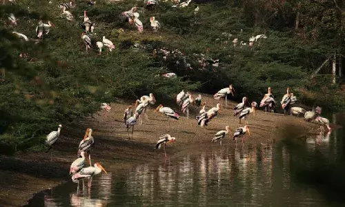 Catch spot-billed pelicans, openbill storks at Gunturs Uppalapadu Bird Sanctuary