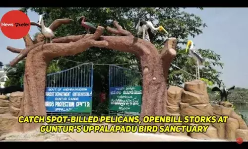 Catch spot-billed pelicans, openbill storks at Gunturs Uppalapadu Bird Sanctuary