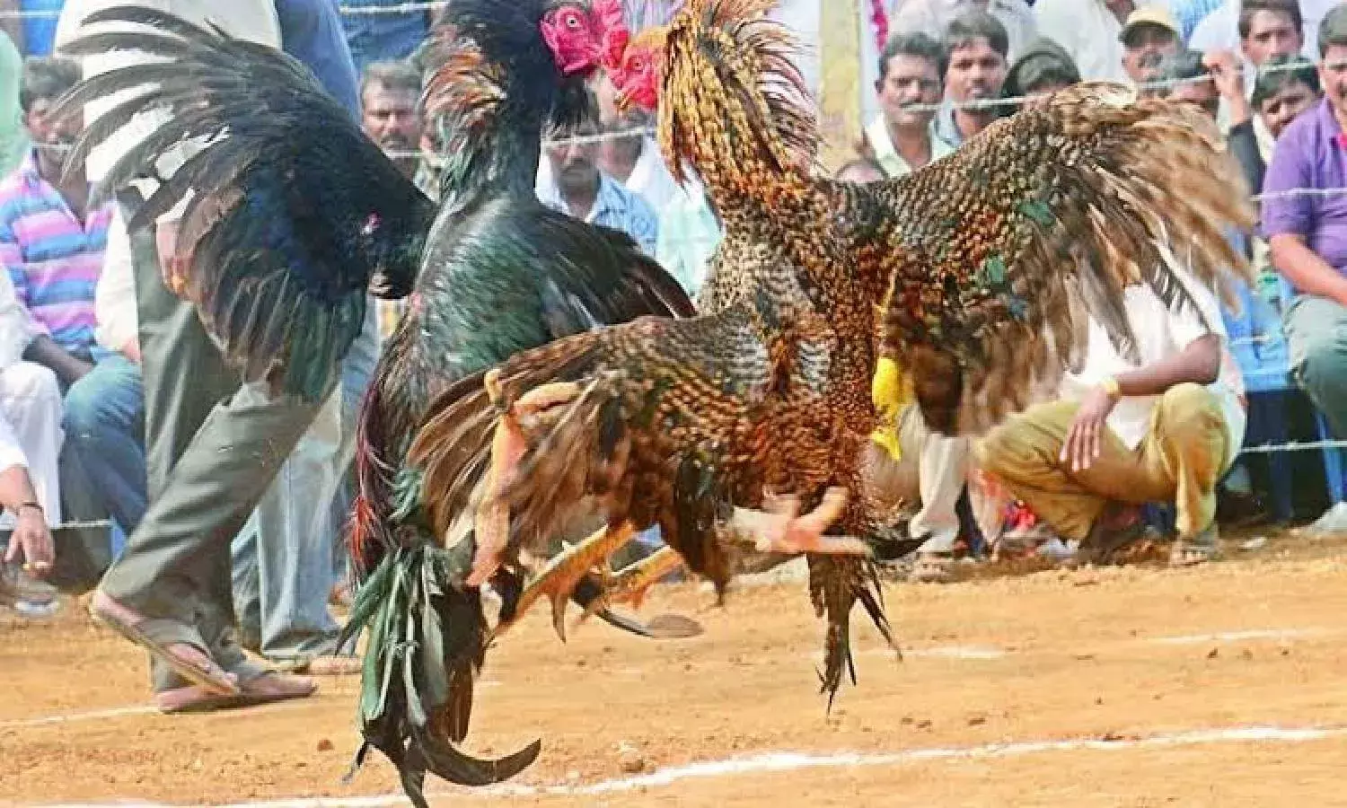 Ban notwithstanding, bloodied cockfights continue unabated in Andhra even after Sankranti