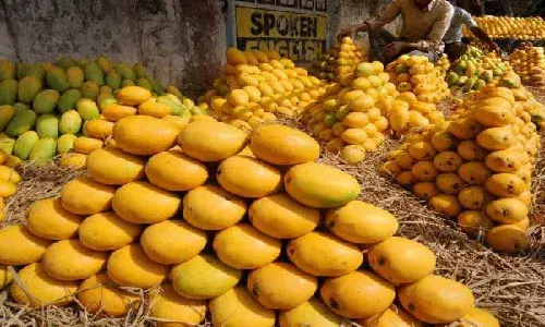 Delay in flowering of mango trees may hit AP mango trade