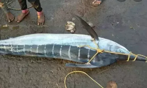 Vizag: In a first, Marlin stabs fisherman to death off Mutyalammapalem coast