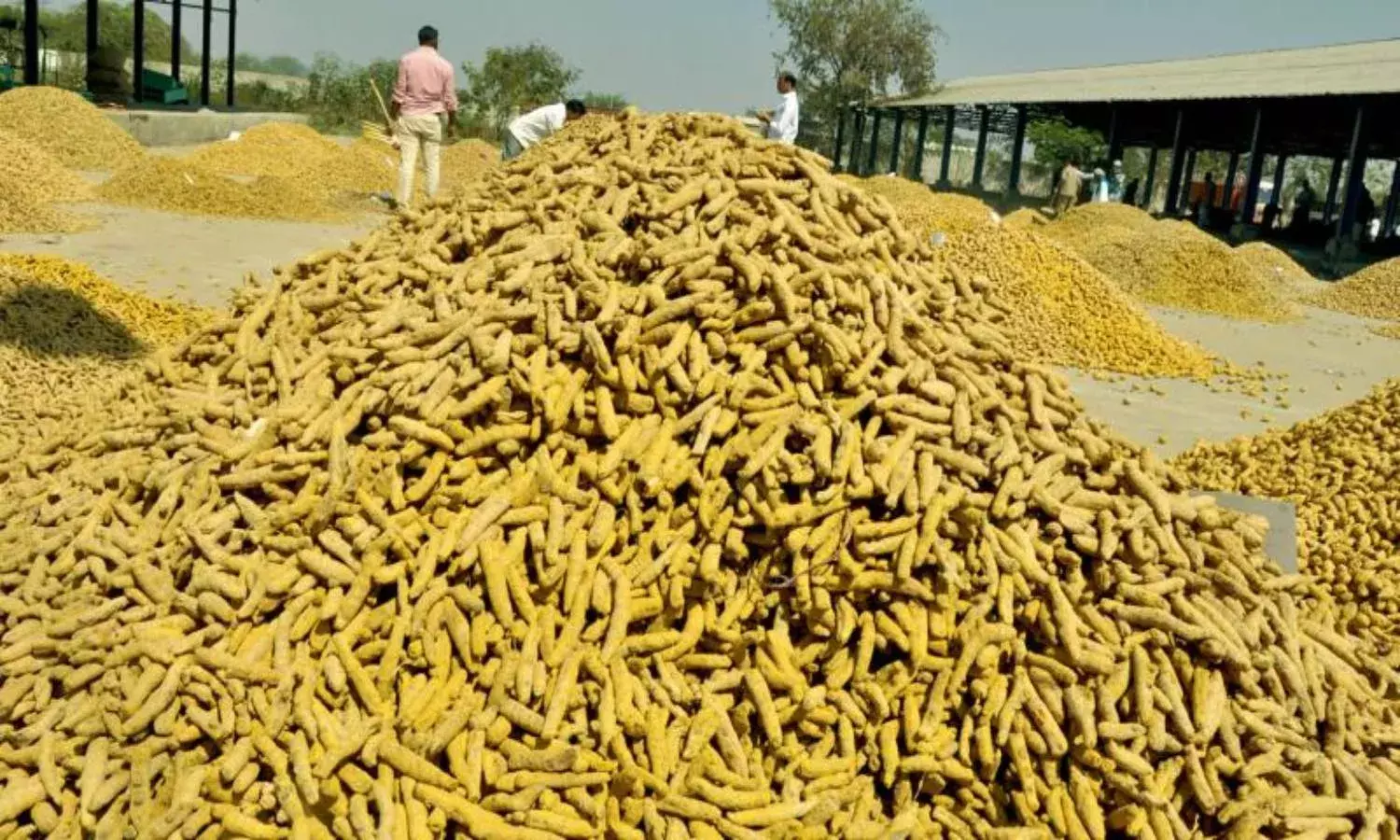No proposals received for turmeric exports to offset losses of Telangana farmers: Centre