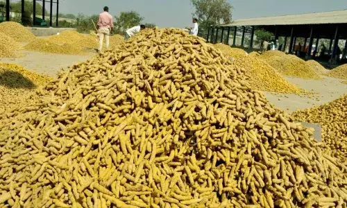 No proposals received for turmeric exports to offset losses of Telangana farmers: Centre