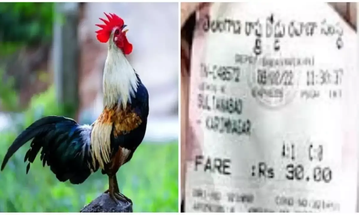 `All living things to be charged: TSRTC conductor issues ticket to Rooster, lands in trouble