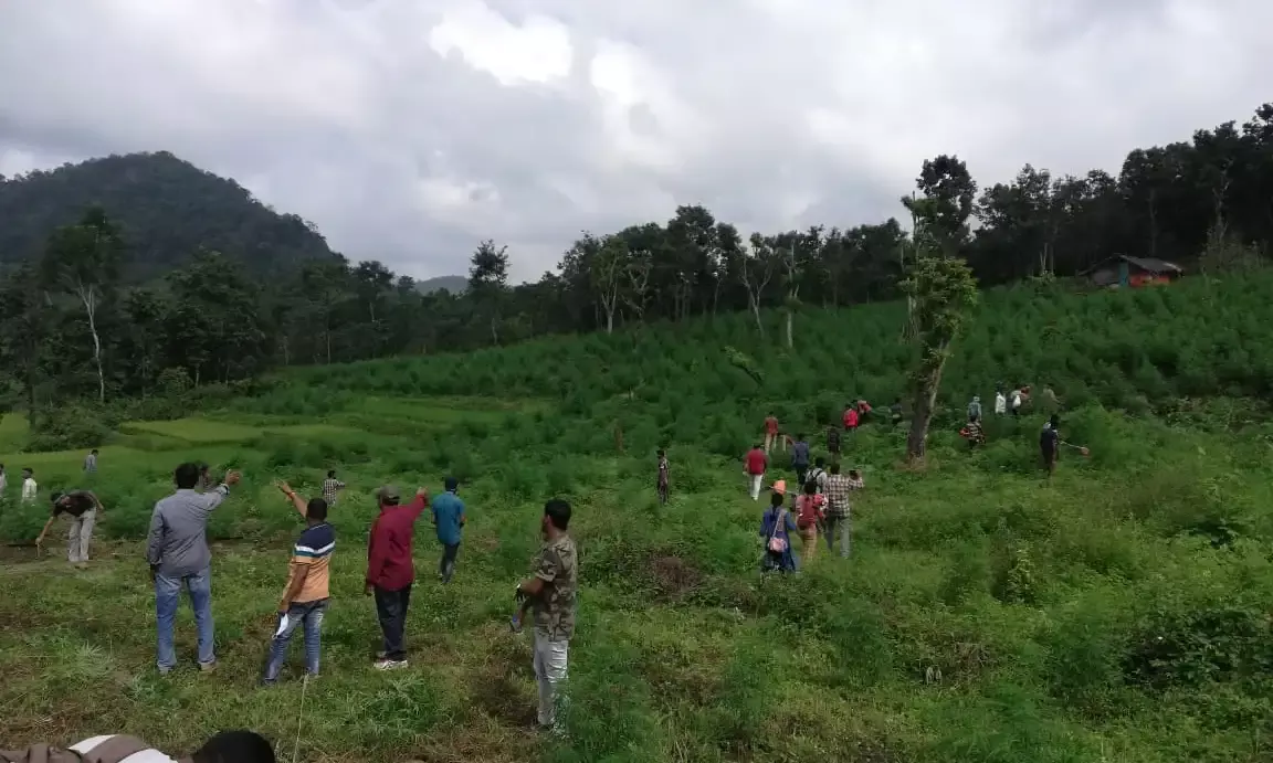 `Operation Parivartan: Andhra to destroy 2L kilos cannabis worth Rs 500 Cr