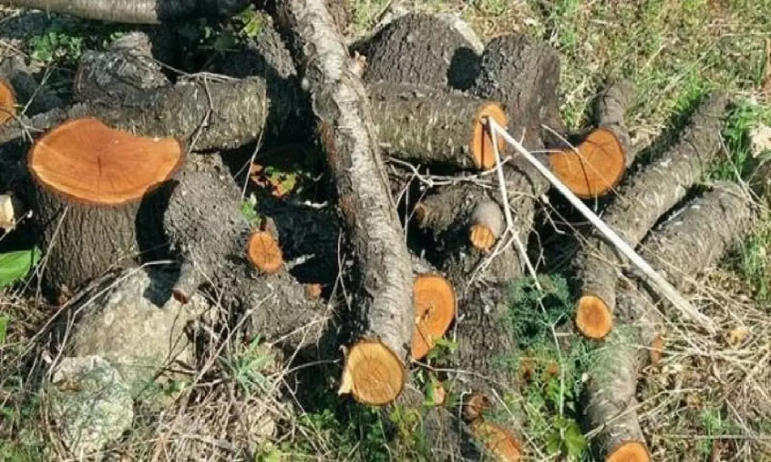 `Save me, I am green: Shock, anger after Serilingampally resident chop down 100YO tree