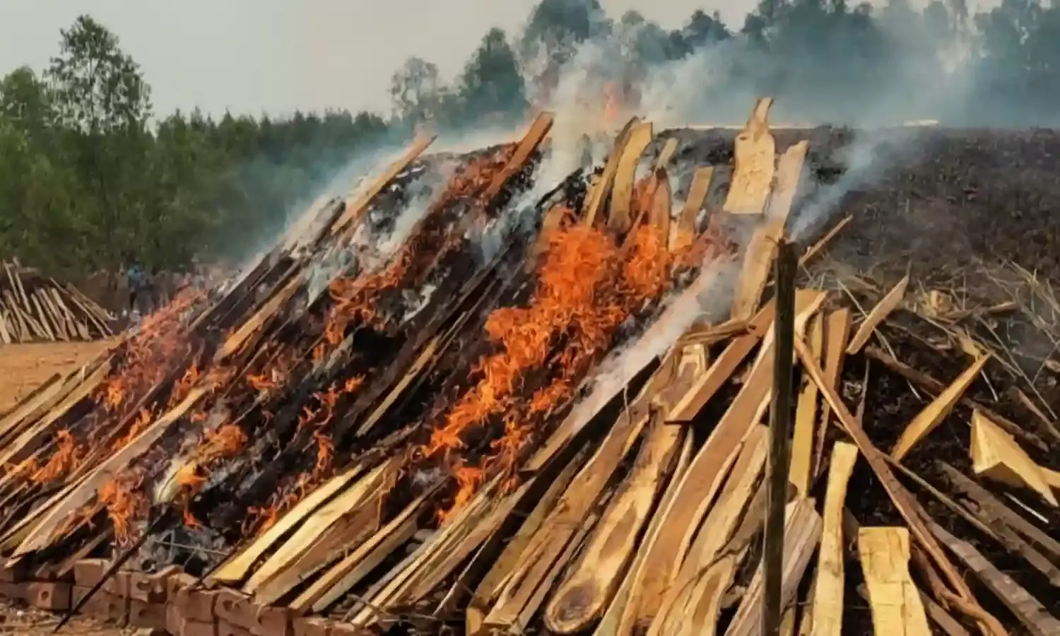 Video: Rs. 500 cr worth 2 lakh kgs of ganja set ablaze in Andhra Pradesh