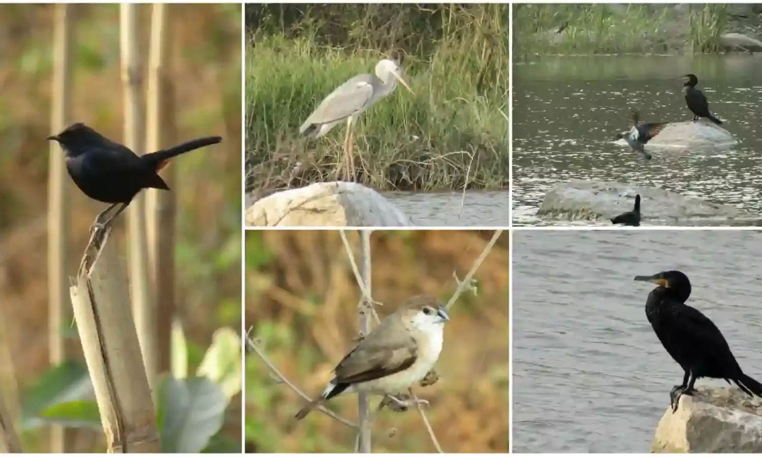 Annual Asian Water Bird Census underway in five lakes across Hyderabad