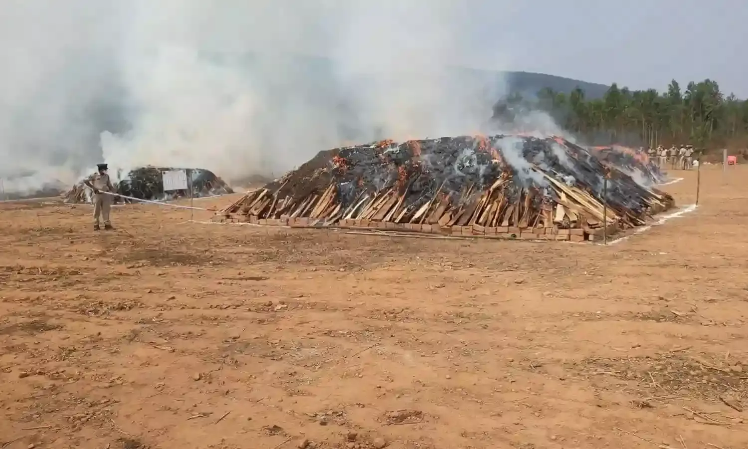 From ganja to ashes: How wind direction helped AP police destroy  2L kg of cannabis?