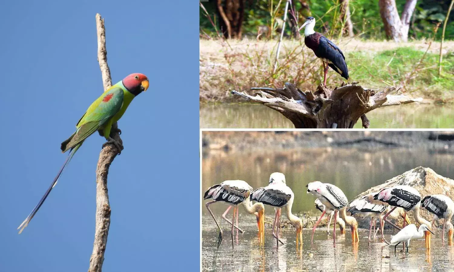 From Grey-headed Fish Eagle to Woolly-Necked Stork: Bird lovers spot several species at Kawal