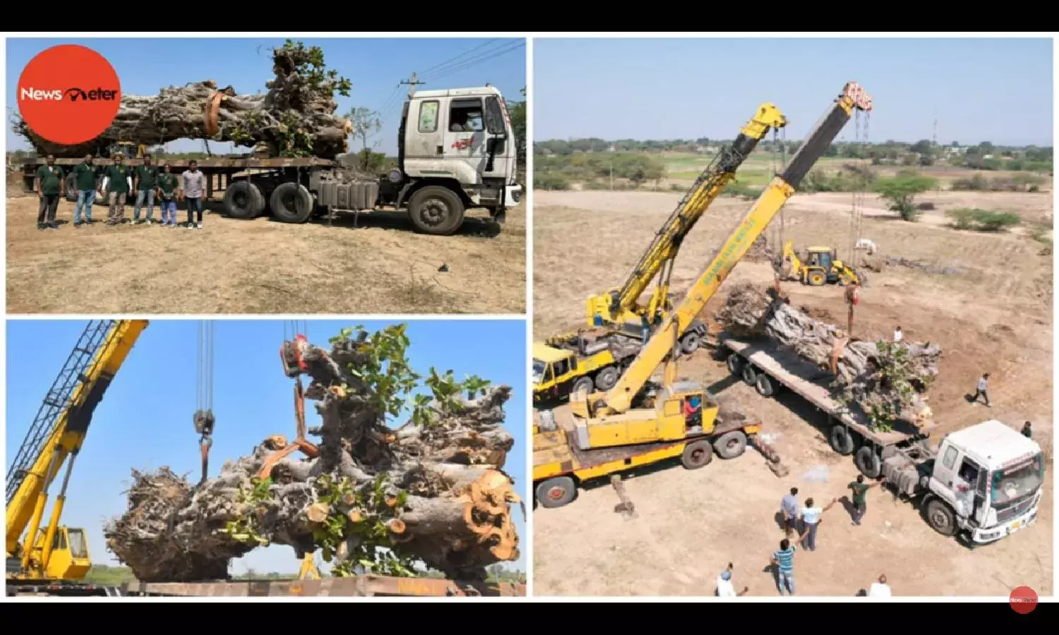 70 year old uprooted tree, saved by nemophilists in Sircilla