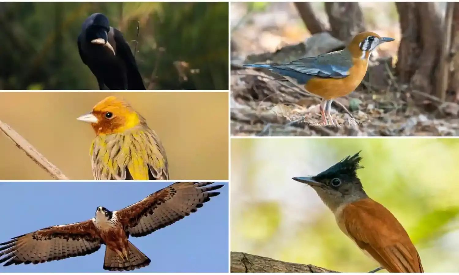 Great Backyard Bird Count 2022 identifies more than 200 species in TS, AP