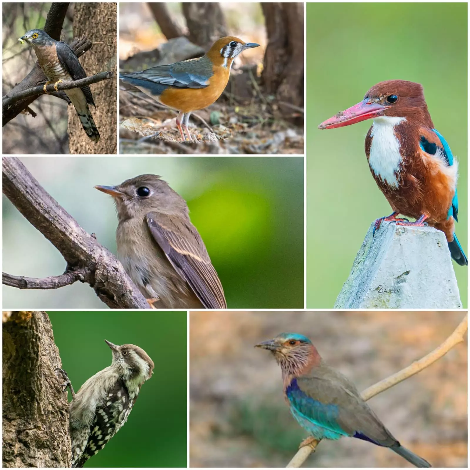 Great Backyard Bird Count 2022 identifies more than 200 species in TS, AP