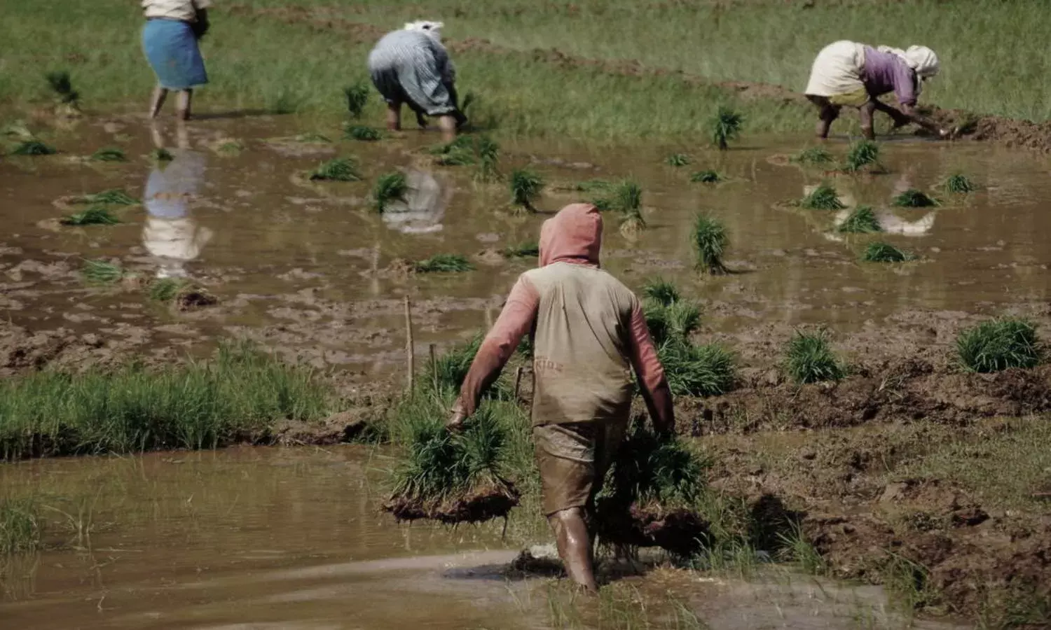AP law that aims to protect tenant farmers rights fails to provide benefits