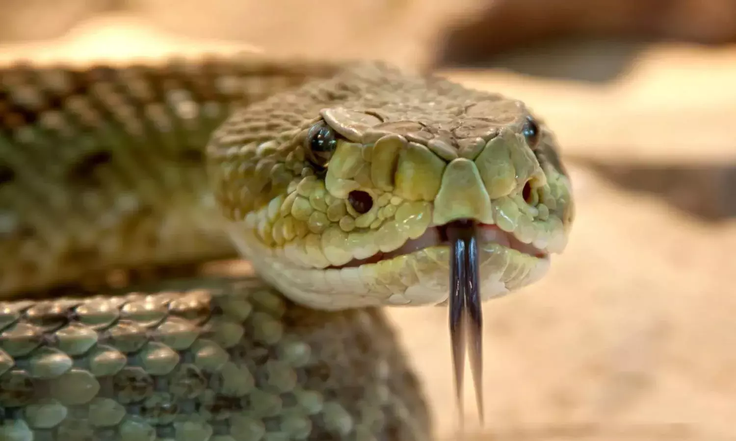 `Venom: Snakebites kill 300 in Andhra every year