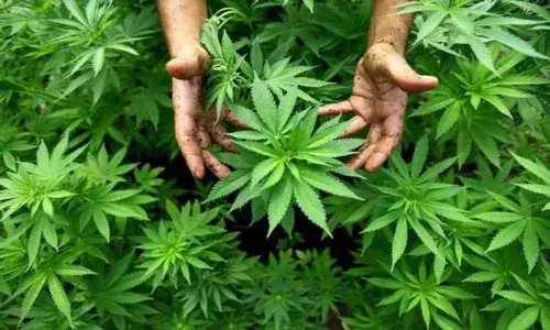 War on drugs: Andhra Pradesh tops in cannabis production, low in consumption