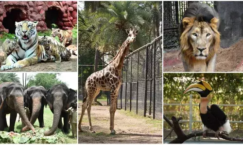 For Rs. 1L you can adopt an  Asiatic lion; children are top embracers