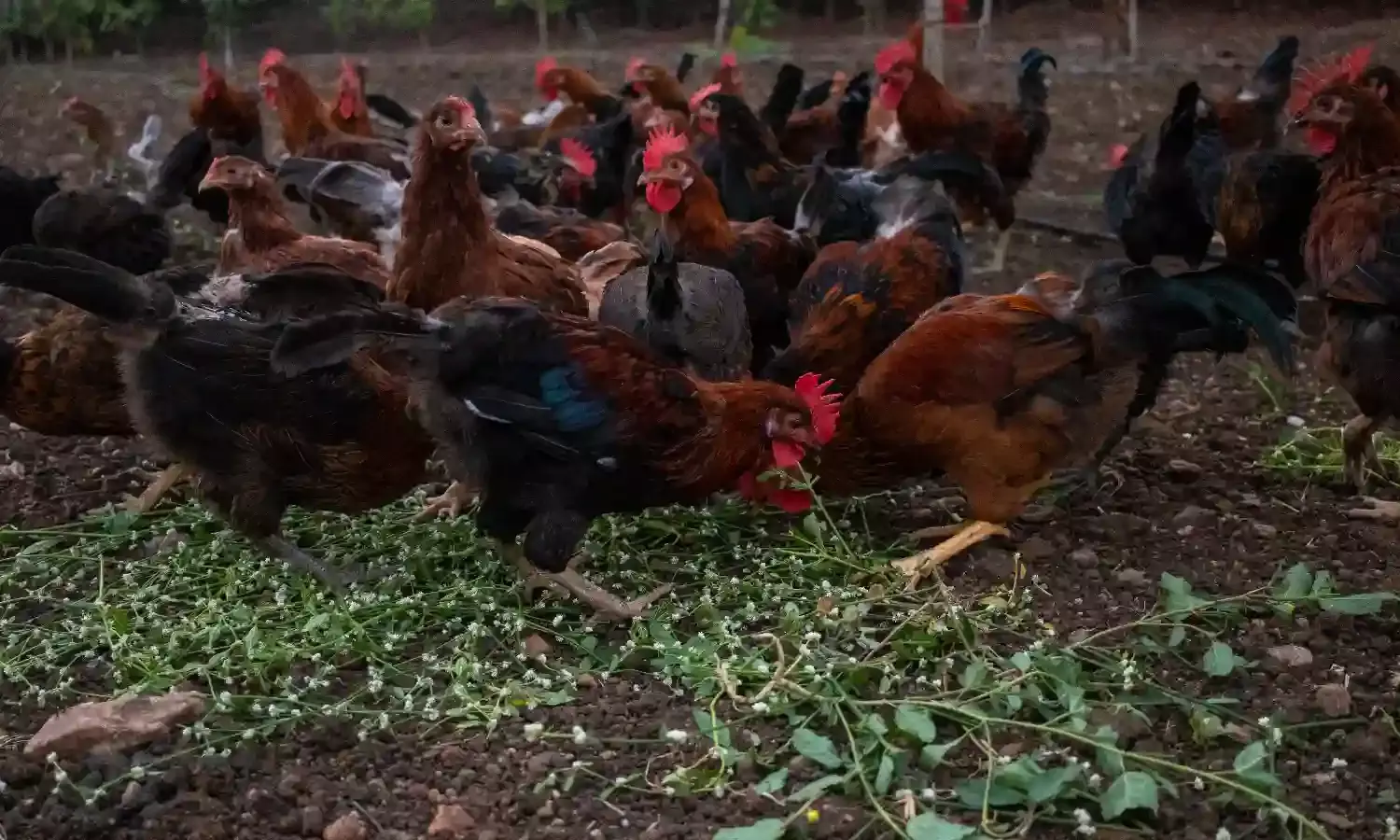 Country Chicken Co: With over 5 varieties of Natu Kodi, you will be spoilt for choice