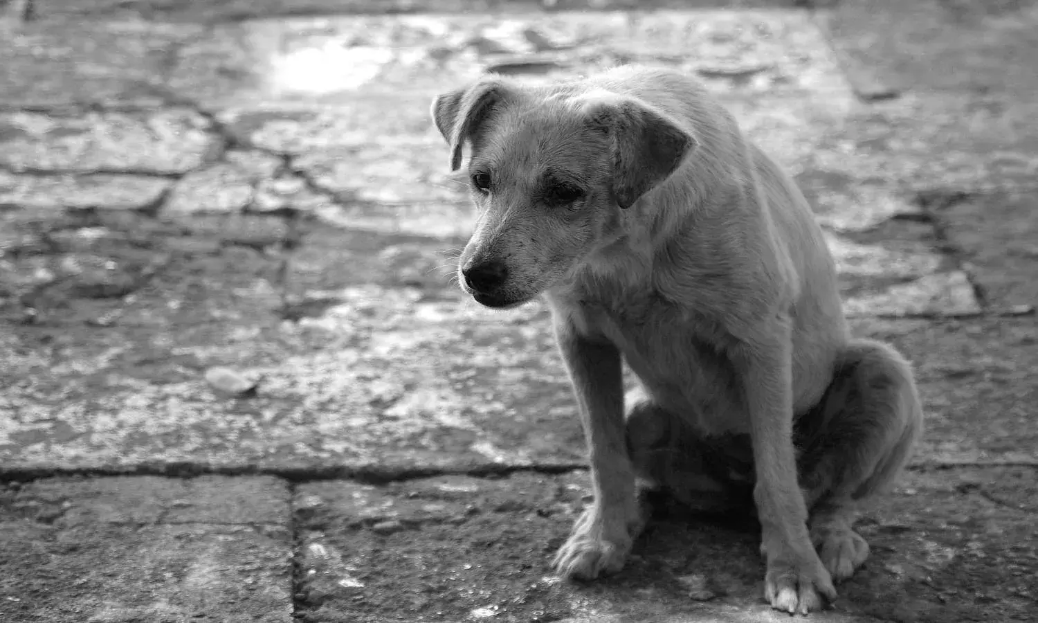 Vanasthalipuram shocker: Stray dog feeds on newborns carcass; roams with severed head