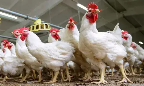 Chicken prices soar in Andhra Pradesh; hit Rs. 300-310 per kg