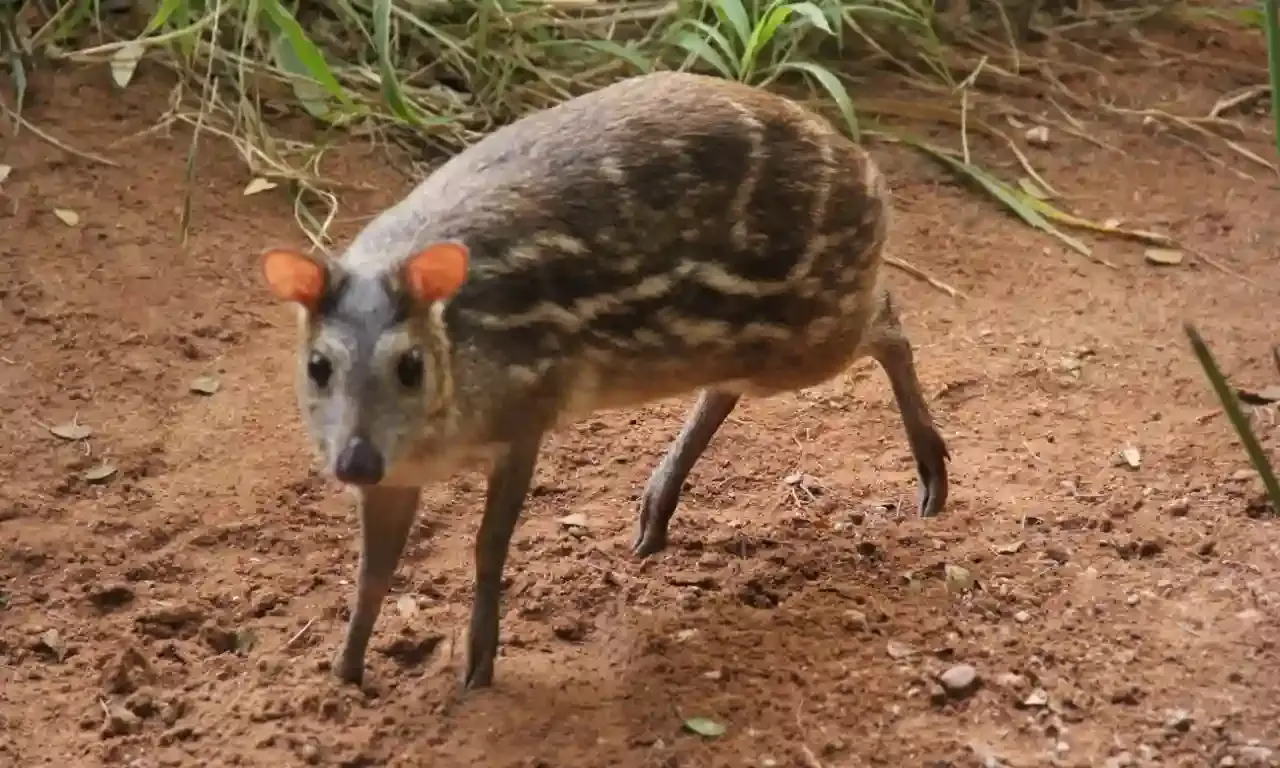 Population of highly endangered Indian mouse deer reached 350 in Hyderabad Zoo