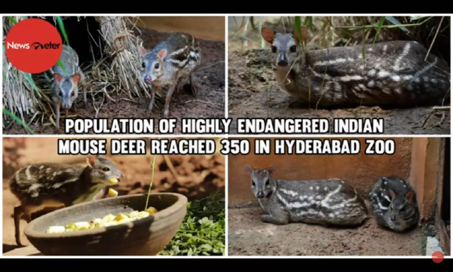 Population of highly endangered Indian mouse deer reached 350 in Hyderabad Zoo