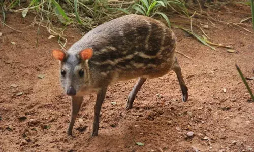 Population of highly endangered Indian mouse deer reached 350 in Hyderabad Zoo