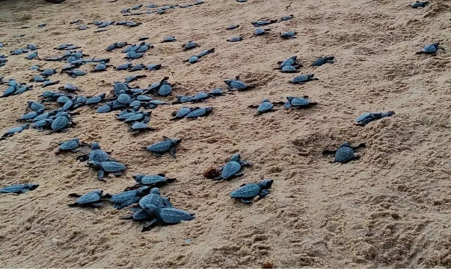 Vizag says happy goodbye to Olive Ridley hatchlings, 1,000 of them released into sea