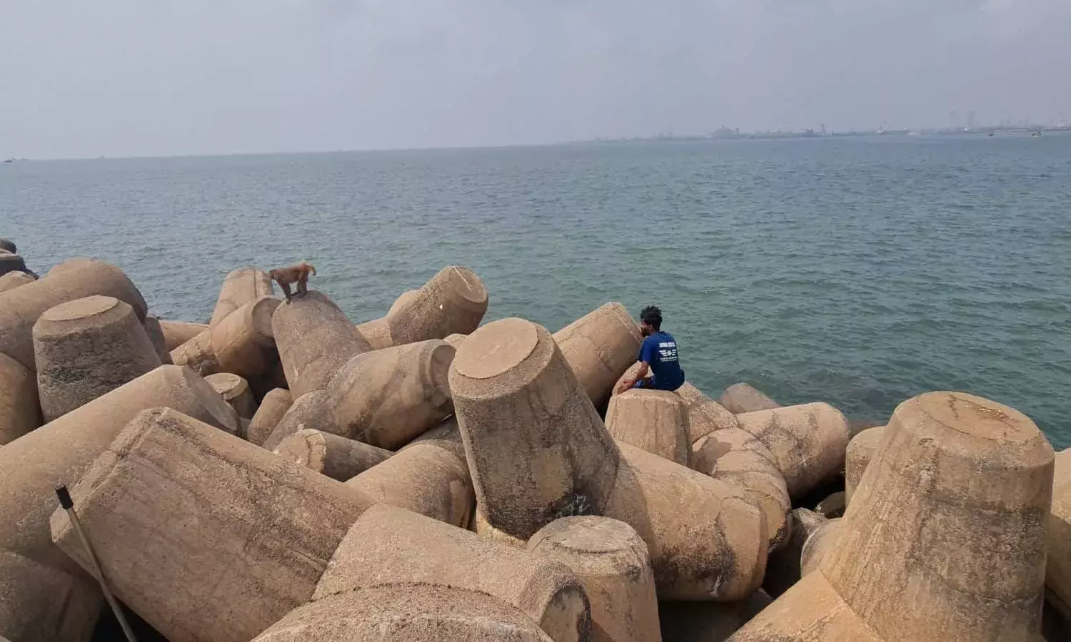 Kakinada: How animal rescuers saved a monkey stranded at sea