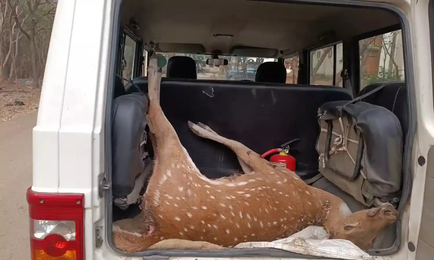 Another spotted deer killed by feral dogs at UoH; 6th in 2 months