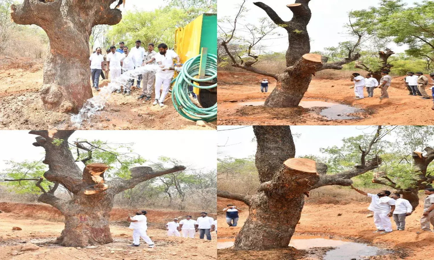 Four 100-year-old trees translocated in Mahabubnagar to make way for new market